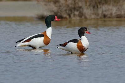 photo: Tadorne de Belon